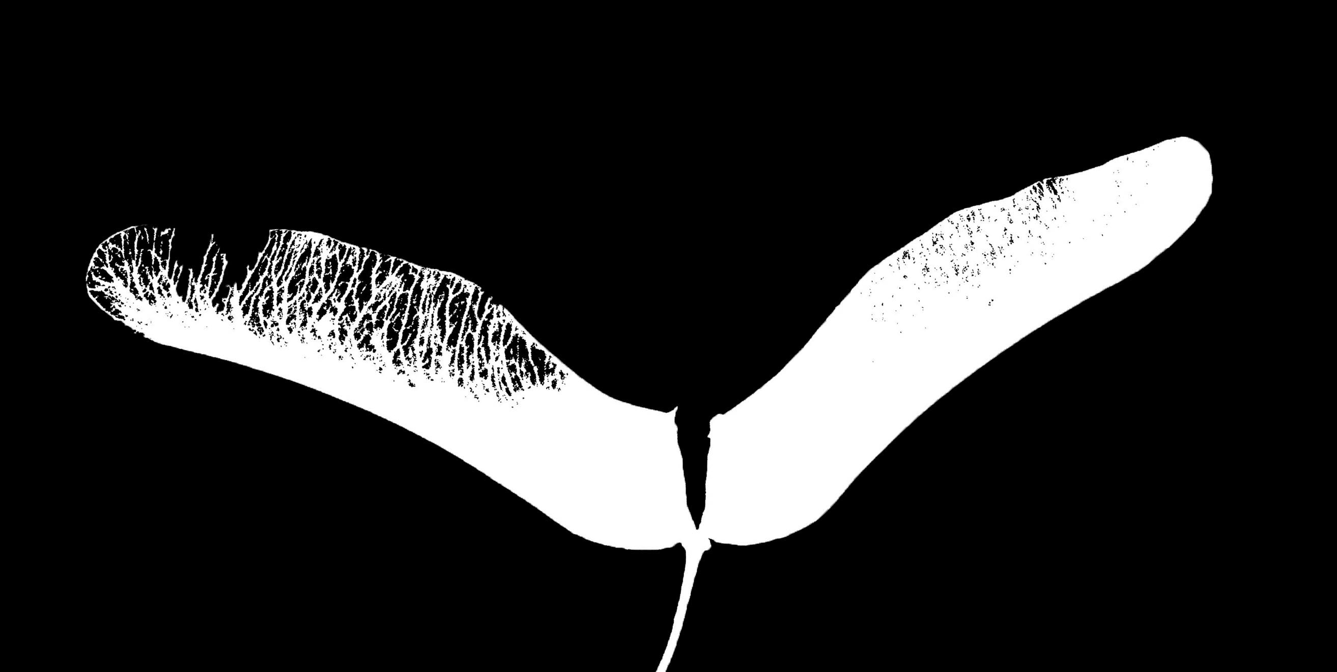 B&W5b